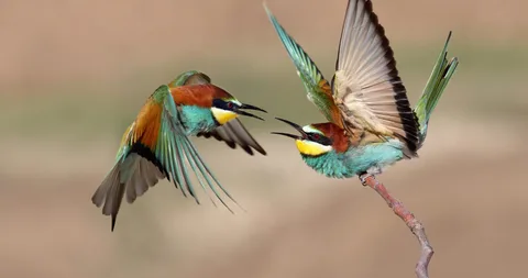 Picture of Bee-Eater