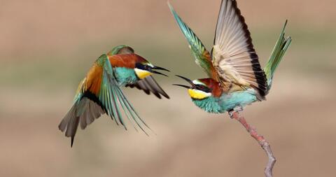 Picture of Bee-Eater