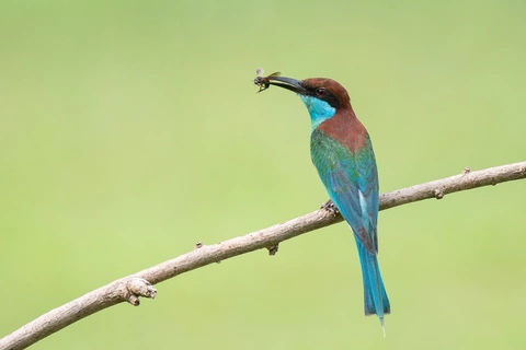 Picture of Bee-Eater