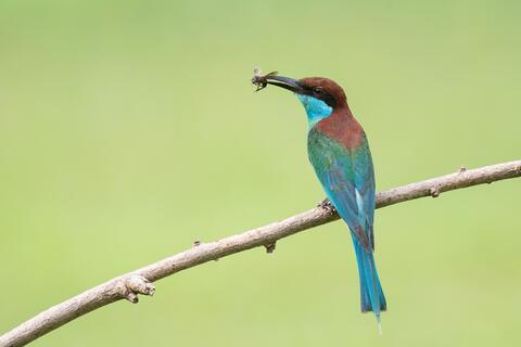 Picture of Bee-Eater