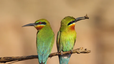 Picture of Bee-Eater