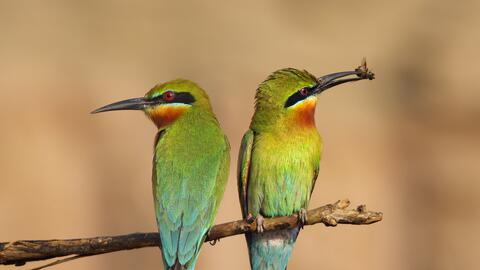 Picture of Bee-Eater