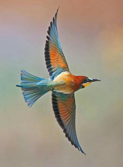 Picture of Bee-Eater