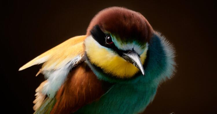 Picture of Bee-Eater