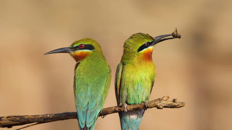 Picture of Bee-Eater