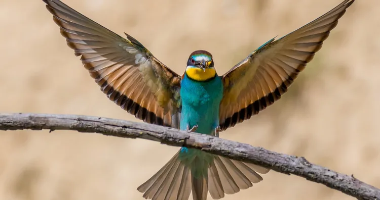 Picture of Bee-Eater