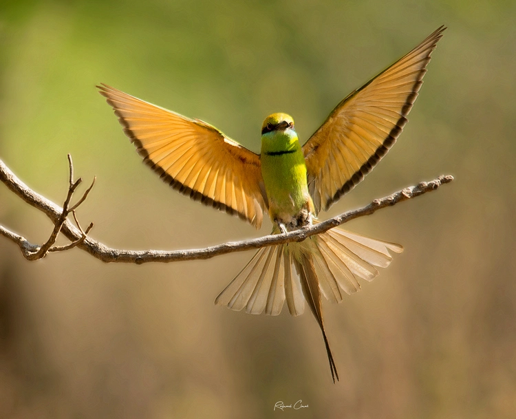 Picture of Bee-Eater