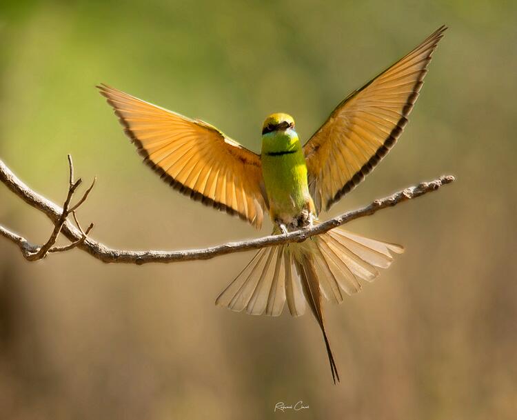 Picture of Bee-Eater