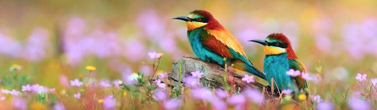 Bee-Eaters